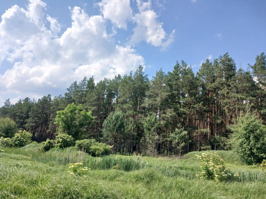 125 соток з соснами, власна водойма, прямий вихід до лісу Мотижин