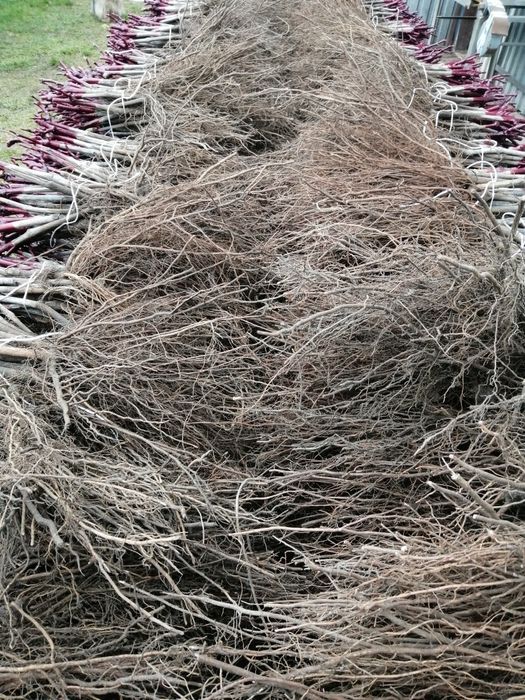 Sadzonki winorośli przerobowe i deserowe