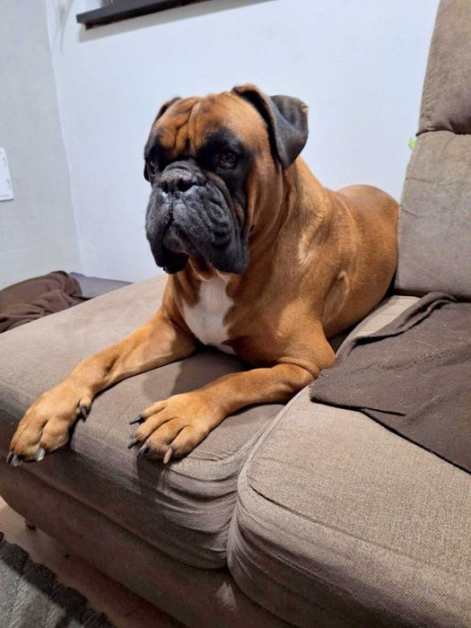 Wspaniały pies bokser Ares szuka dobrego domu ADOPCJA