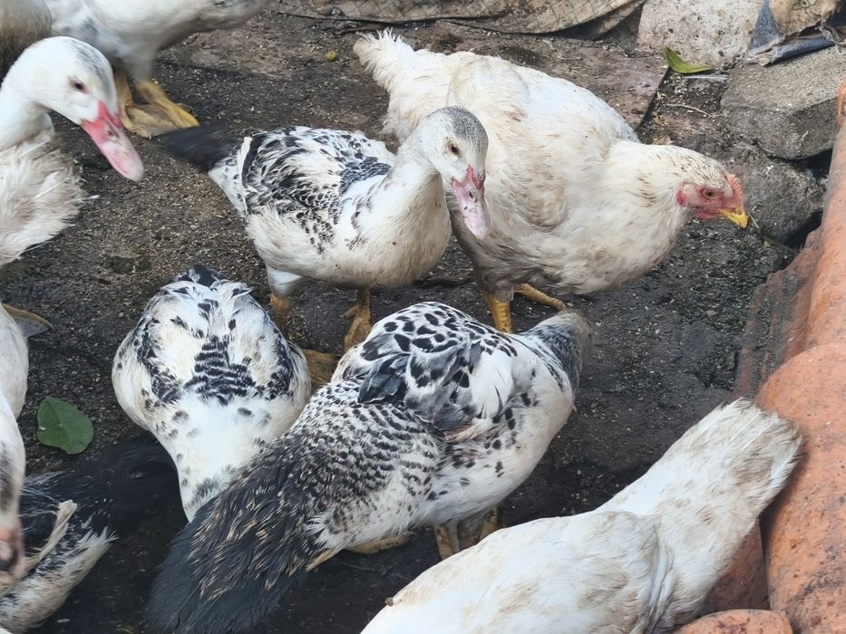 Patos mudos disponíveis