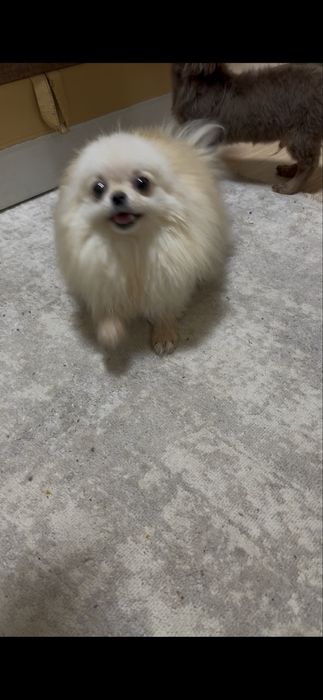 Сімпатюля. Дівчинка.