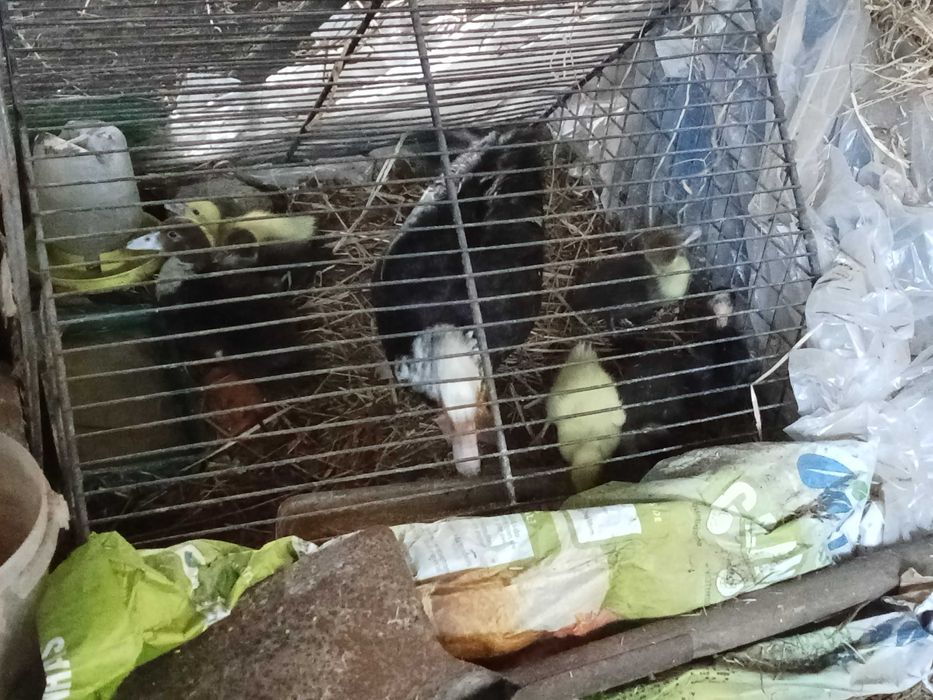 pata e seus patinhos