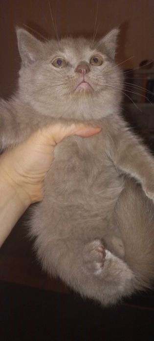 Котенок шотландский