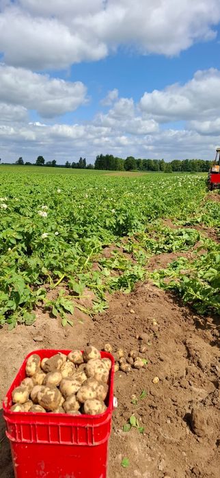 Ziemniaki  vineta, bellarosa, lilly