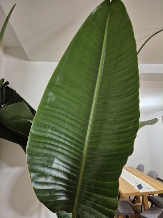 Strelicja Nicolai xxl 2,7m