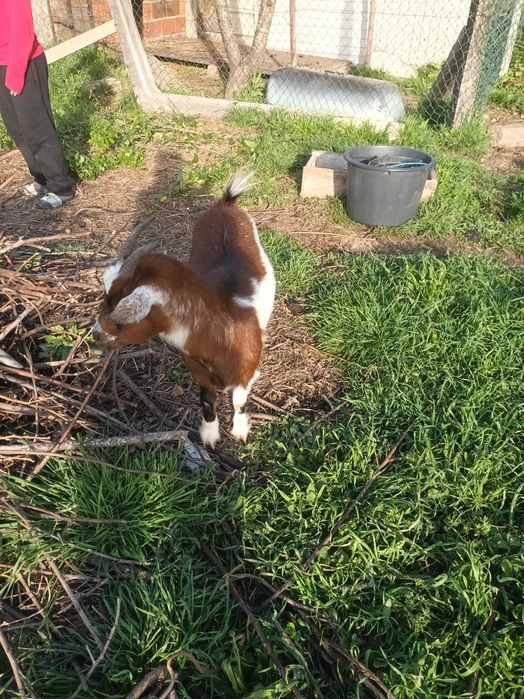 Cabrita com 1 ano de idade lindissima