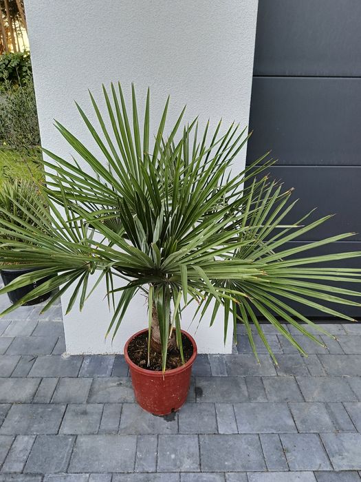 Palma mrozoodporna. Szorstkowiec.