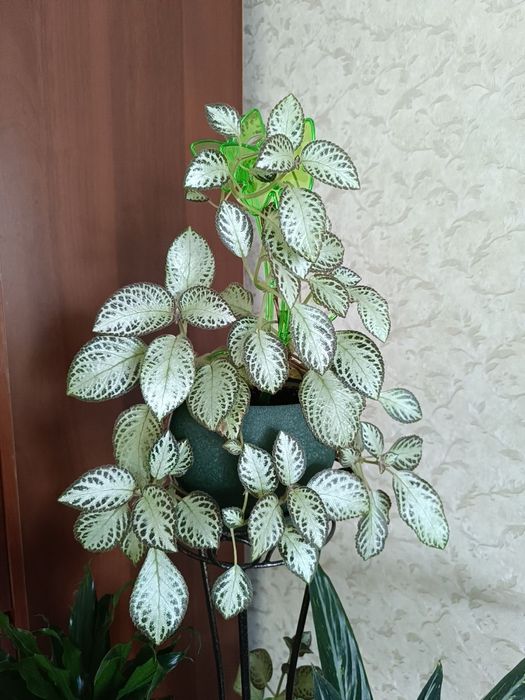 Кімнатні квіти. Епісція ампельна рослина.