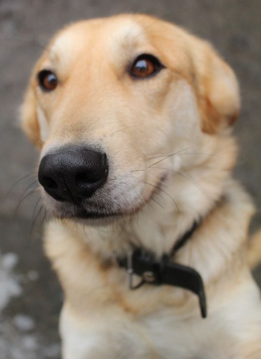 Zina- młoda suczka do adopcji!