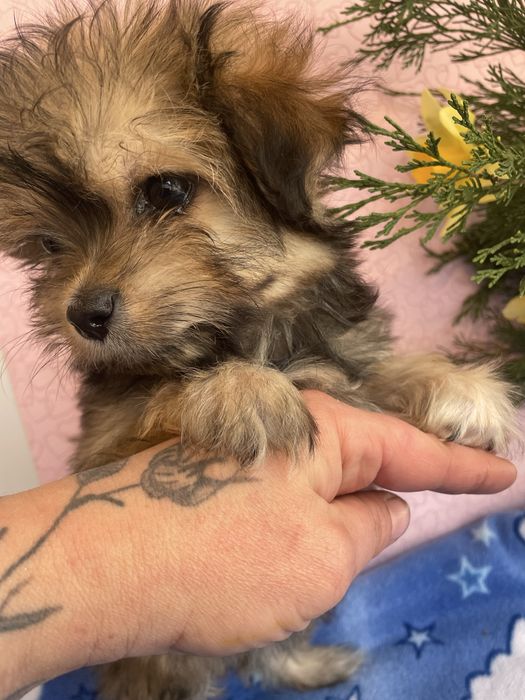 Щенки йркипу ,мальчик и девочка )