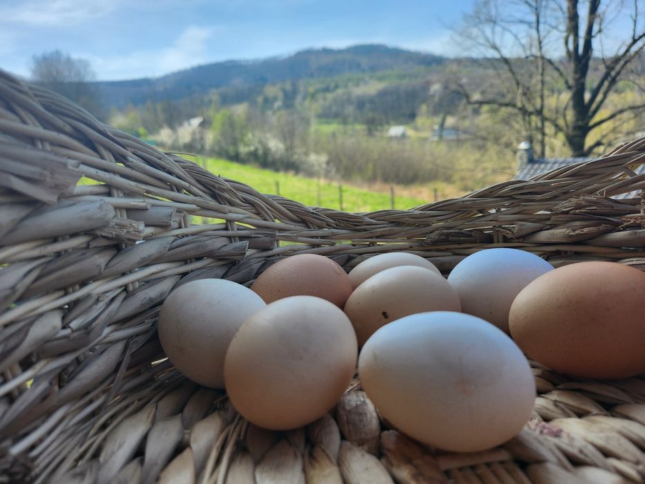 Swojskie jajka na sprzedaż