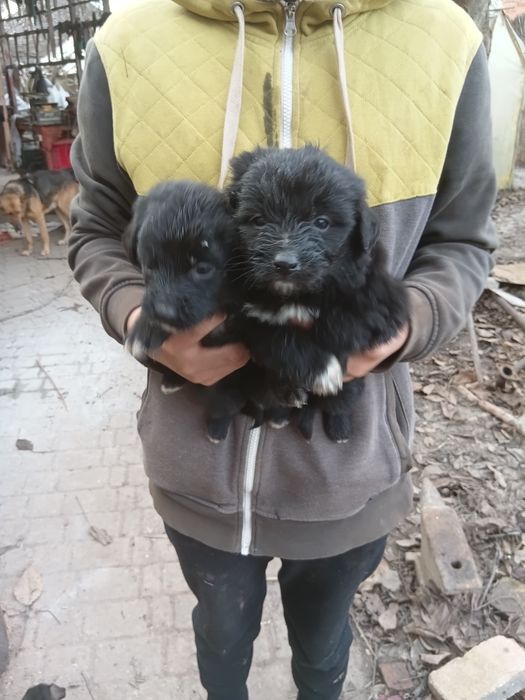 Отдам щенков  в добрые руки