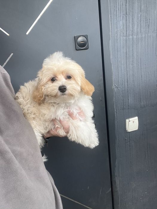 Мальтипу девочка