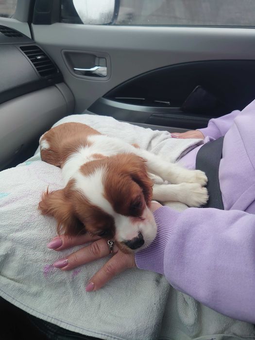 Доставка тварин, Перевезення тварин.. Полтава. Переїзд. Трансфер