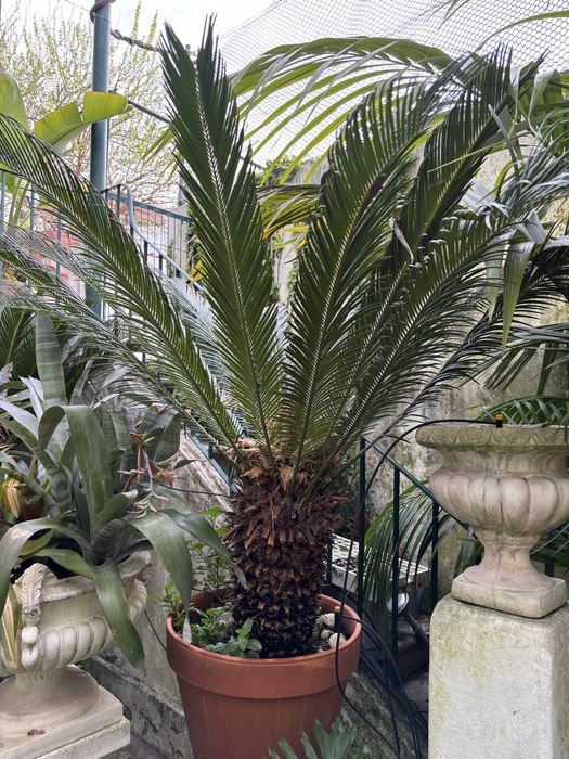 Plantas e vasos,muitas especies