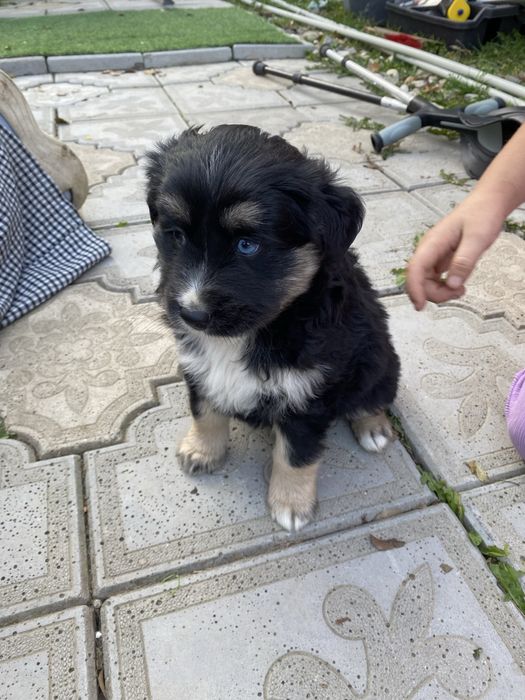 Oddam pieski za Darmo do dobrego domku