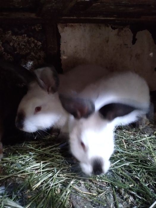 Змінять місце проживання кролики Каліфорнія  .