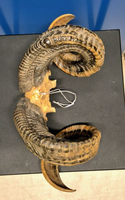 rogi barana / muflona trofea mysliwskie