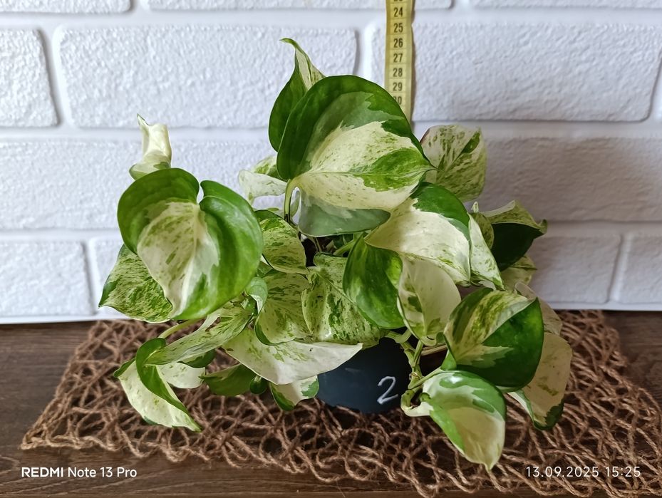 Епіпремнум хепі ліф