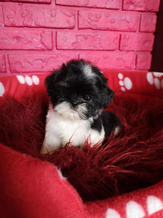 ** PIESEK **Shih tzu szczeniaczek. Z domowej hodowli. Zapowiedz miotu