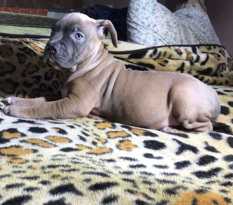 Цуцики -щенки Амстаффа