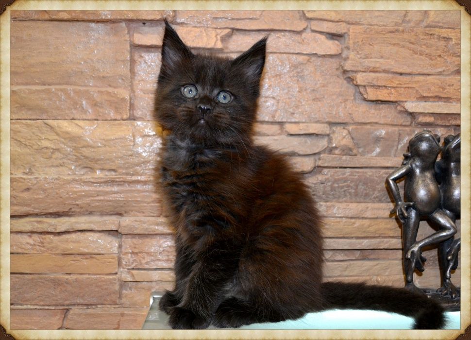 Потрясающие красавцы!Котики Мейн-кун.