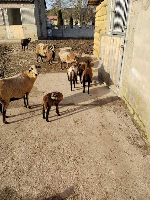 Owieczki baranki kameruńskie