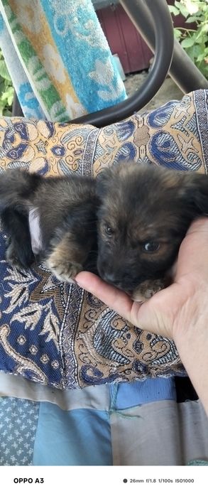 Віддам в добрі руки цуценя