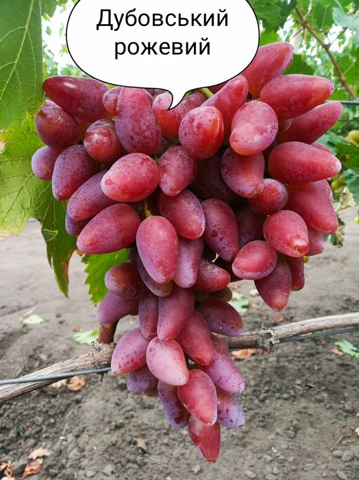 Чубуки винограду