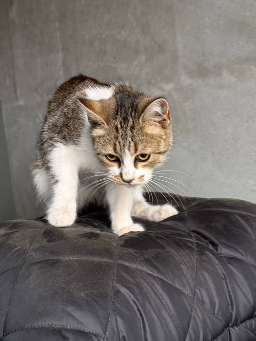 Котята котики отдам котенок подросток  девочка