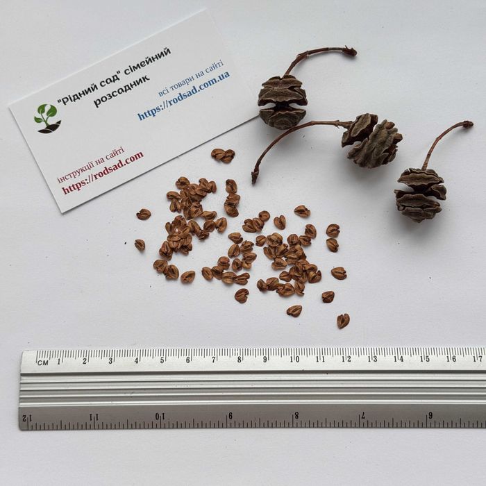 Секвойядендрон насіння секвоя метасеквоя cемена є безкоштовна доставка