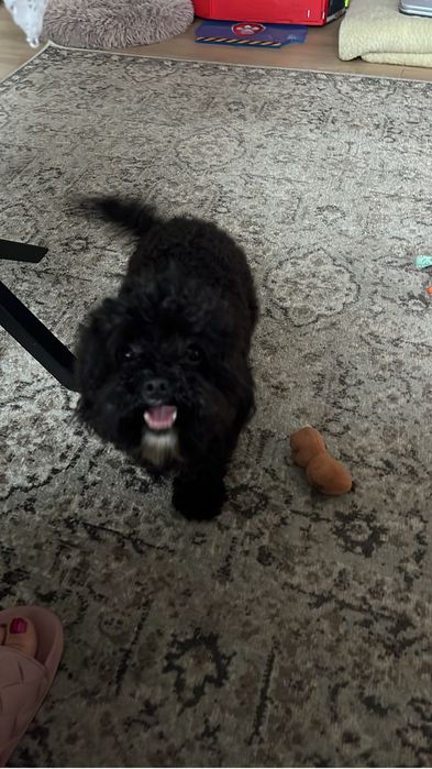 Mini suczka cavapoo do odbioru
