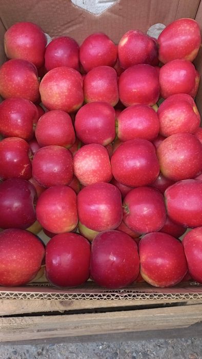Продам яблука сорт Гала