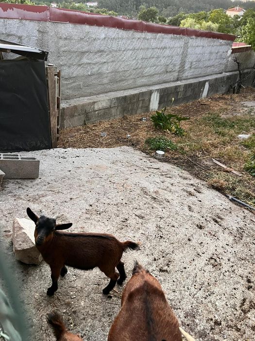 Cabrito raça anã