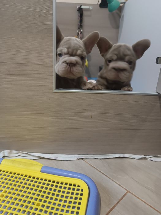 Неймовірні дівчта