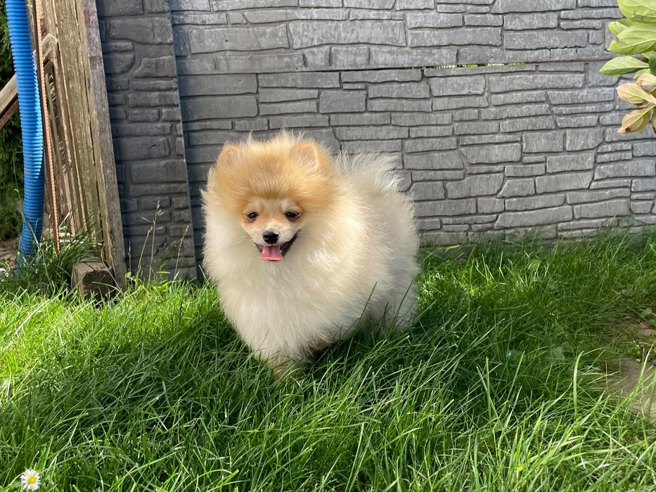 Szpic miniaturowy Pomeranian – rudo-sobolowy chłopczyk