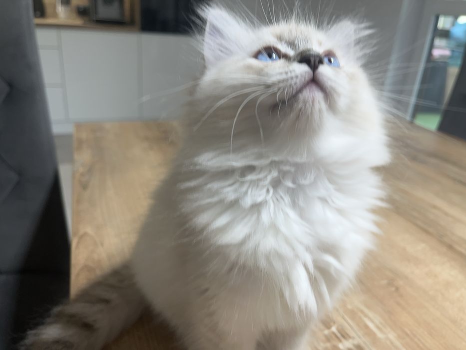 Kotka rasy Ragdoll seal miteed lynx