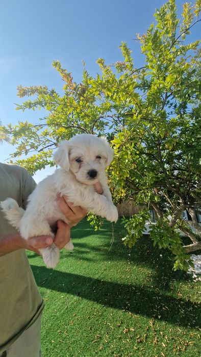 Bichon Maltês disponível