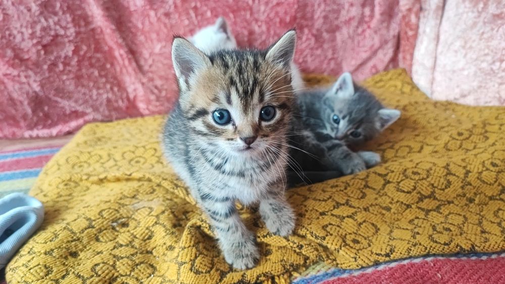 Нереально  гарні  блакитноокі котики
