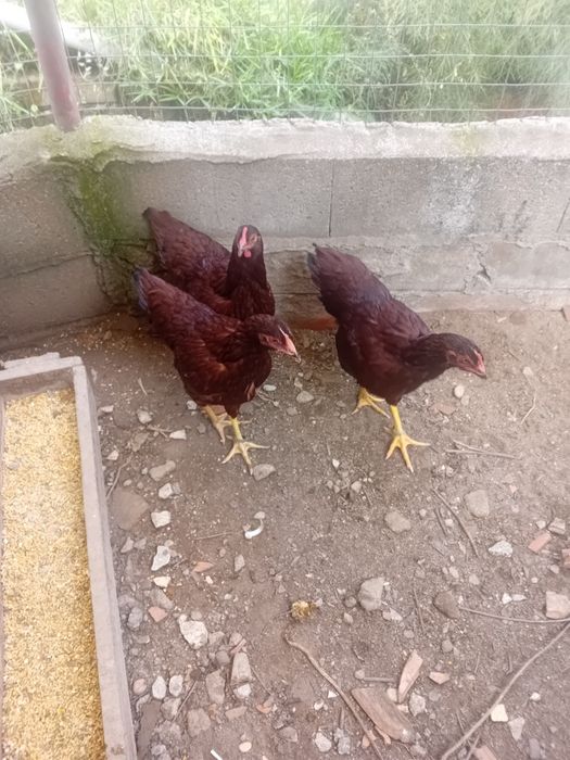 Frangos/ casais de várias raças