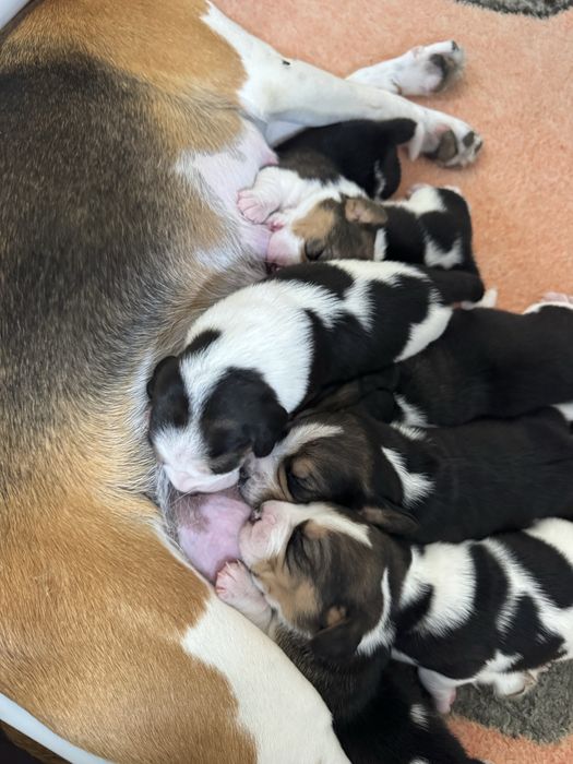 Beagle triculor