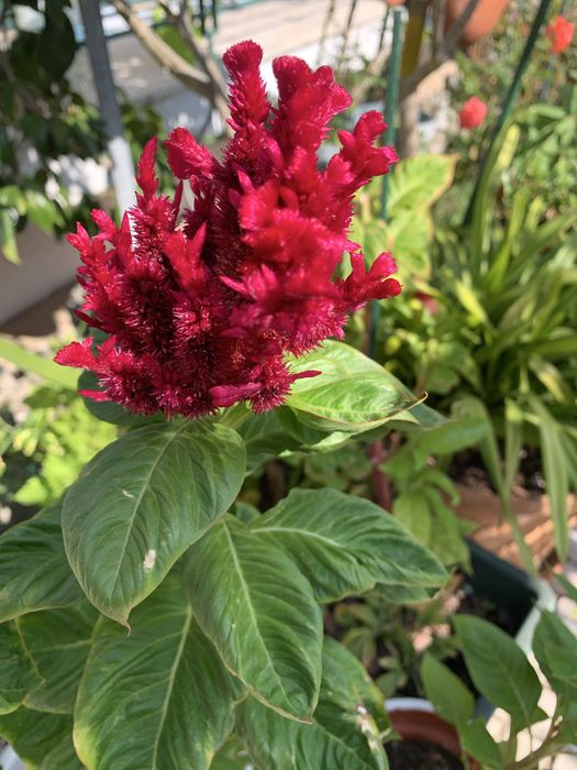 Planta com flor rosa vivo