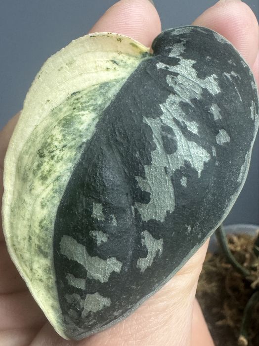 Scindapsus Mayari - pędówka