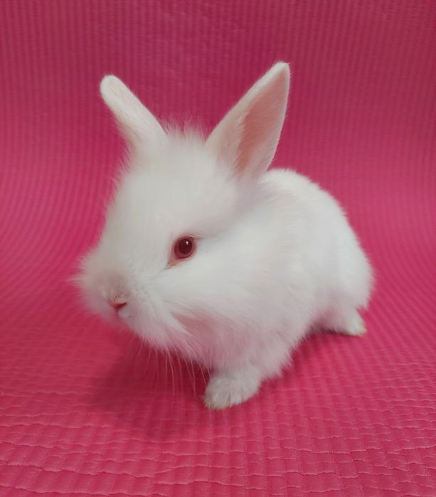 Карлікові,Декоративні кролики