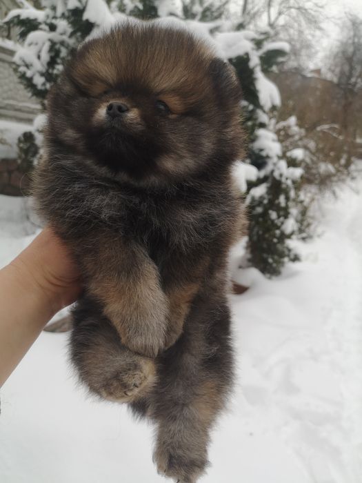 Шикарный померанский мишка с коротким носиком и набитой шубкой. 2 мес