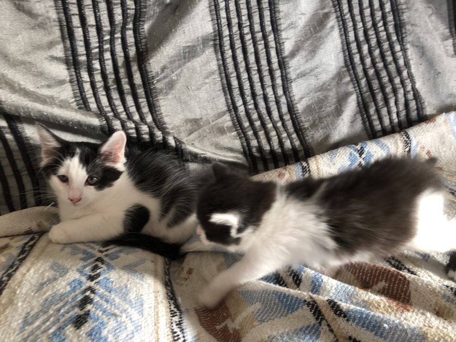 Котята 1,5 мес ангора