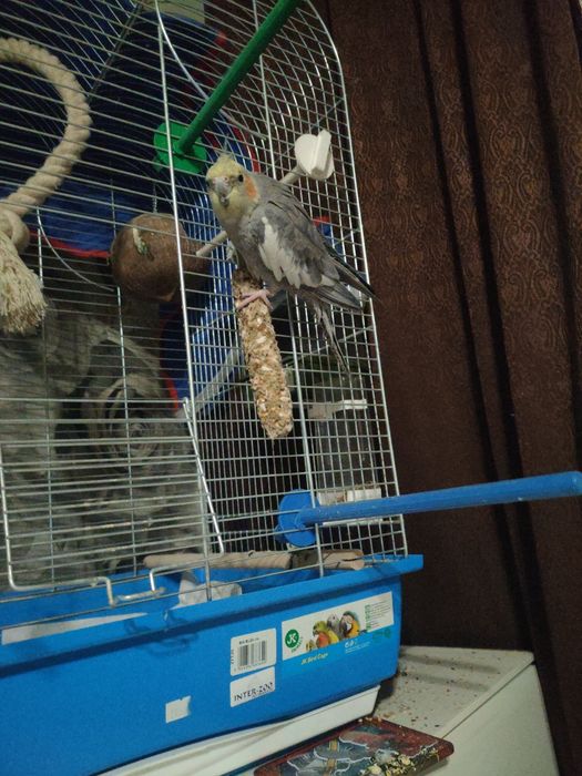 Samiec nimfa – 1 rok, obrączkowany, lata po mieszkaniu sprzedaż zamian