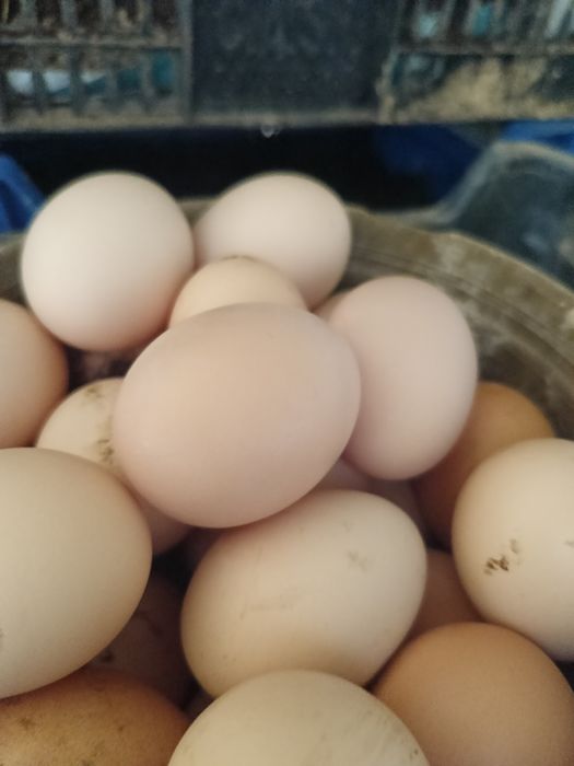 Sprzedam jajka wiejskie