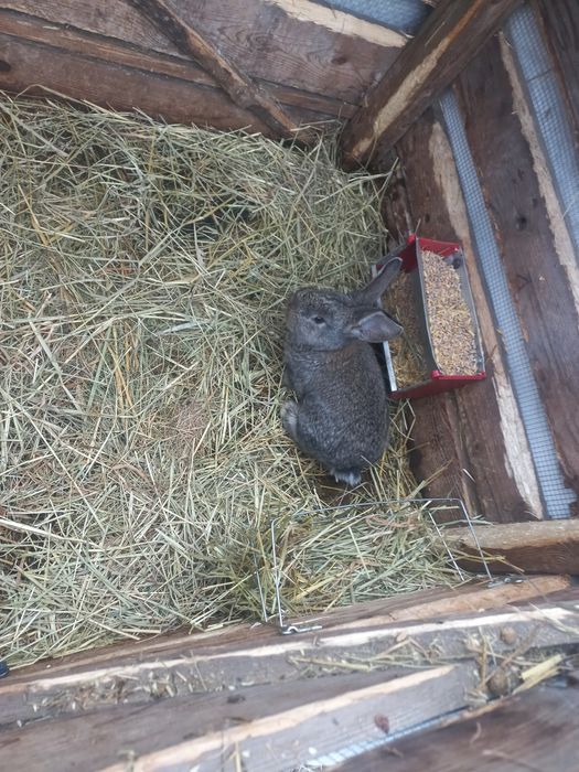 Belgi młode sprzedam