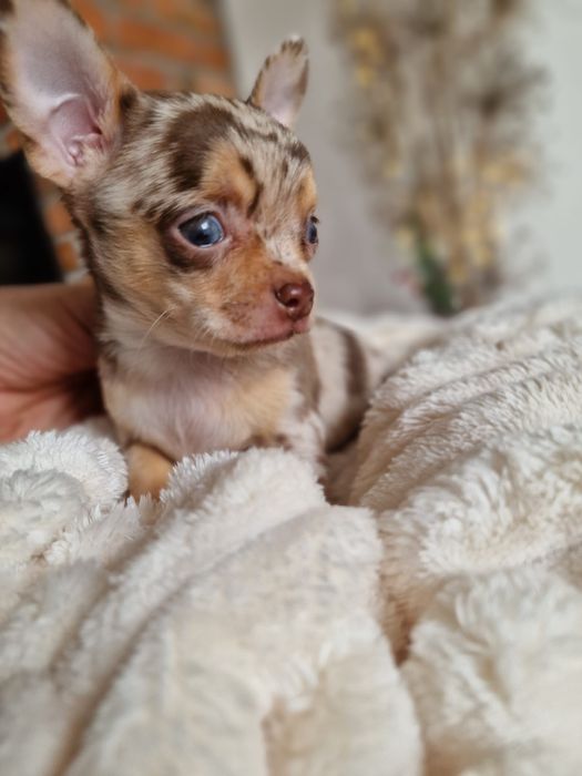 Chihuahua   malutki chlopczyk  *czekoladowy* merle